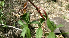 Mesechiteae