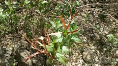 Mesechiteae
