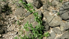 Mesechiteae