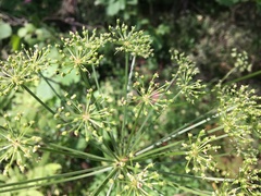 Peucedanum oreoselinum