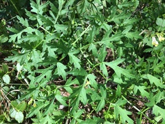 Peucedanum oreoselinum