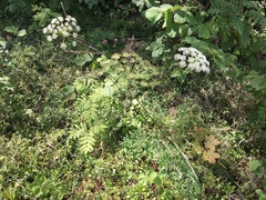 Peucedanum oreoselinum