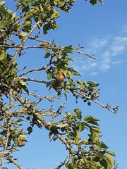 Pyrus communis pyraster