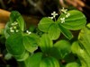 Boreal Bedstraw - Photo (c) Ольга Курякова, some rights reserved (CC BY-NC), uploaded by Ольга Курякова