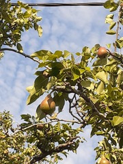 Pyrus communis pyraster