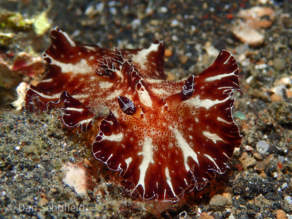 Bohol Discodoris