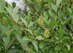 Salix glabra