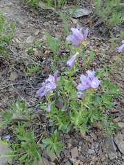 Penstemon fruticosus