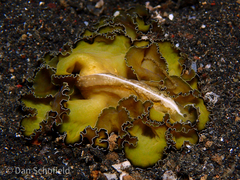 Pseudobiceros flowersi