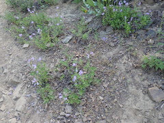 Penstemon fruticosus