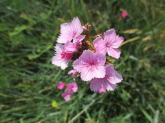 Dianthus membranaceus