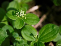 Galium kamtschaticum