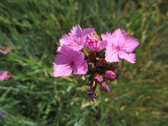 Dianthus membranaceus