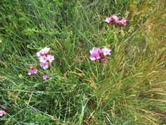 Dianthus membranaceus