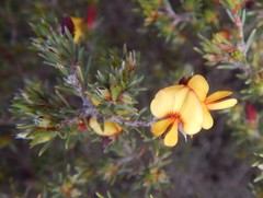 Pultenaea tenuifolia