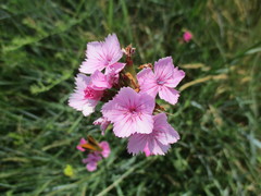 Dianthus membranaceus