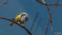 Cyanistes caeruleus