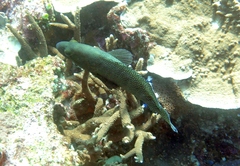 Epinephelus ongus