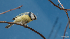 Cyanistes caeruleus