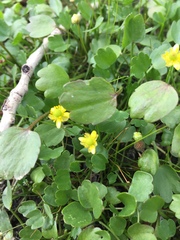 Halerpestes sarmentosa