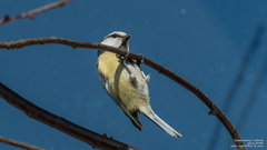 Cyanistes caeruleus