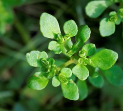Chrysosplenium kamtschaticum