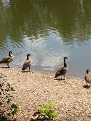 Branta canadensis