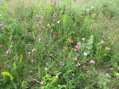 Dianthus membranaceus