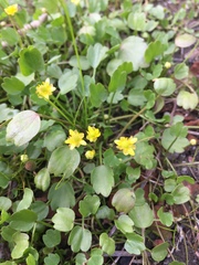 Halerpestes sarmentosa