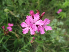 Dianthus membranaceus