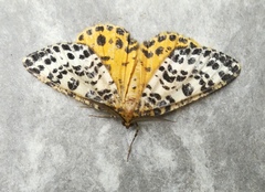 Arichanna melanaria