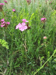 Dianthus membranaceus