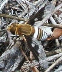 Ligyra cingulata