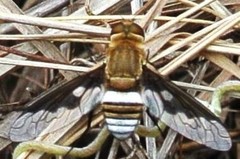 Ligyra cingulata