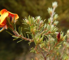 Pultenaea tenuifolia