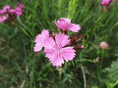 Dianthus membranaceus