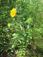 Pentanema britannica