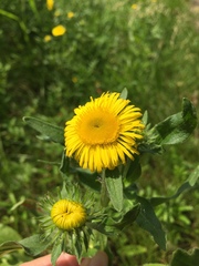 Pentanema britannica