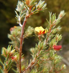 Pultenaea tenuifolia