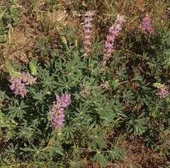 Lupinus microcarpus