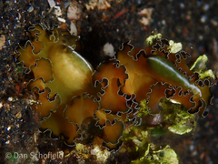 Pseudobiceros flowersi