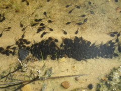 Vandijkophrynus angusticeps