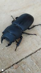 Dorcus parallelipipedus