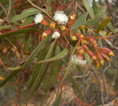 Eucalyptus calycogona