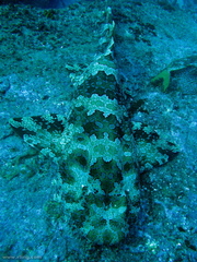 Orectolobus halei