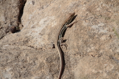 Acanthodactylus schreiberi