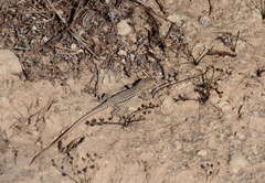 Acanthodactylus schreiberi