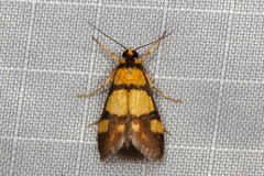Deuterarcha xanthomela