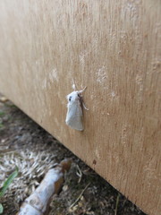 Euproctis chrysorrhoea