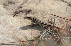 Acanthodactylus schreiberi